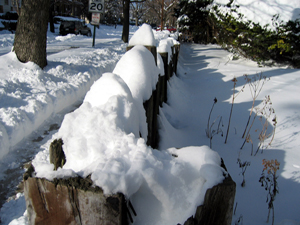 Fenceposts in snow (Click to enlarge)