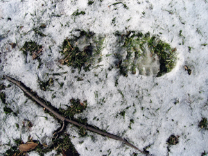 Footprint in snow (Click to enlarge)