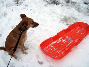 Una with sled (Click to enlarge)