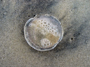 Stone Harbor jellyfish (Click to enlarge)