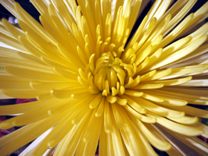 Close up of yellow flower (Click to enlarge)