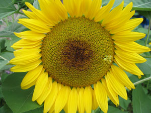 Sunflower close up (Click to enlarge)