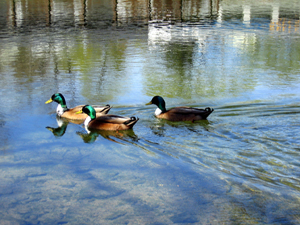 Three ducks (Click to enlarge)
