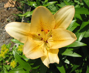 Tiger Lilly (Click to enlarge)