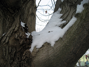 Tree with snow (Click to enlarge)
