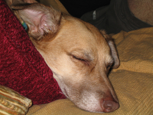 Una, sleeping it off (Click to enlarge)