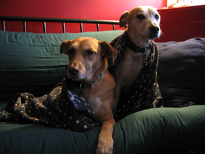 Una and Emma in a blanket (Click to enlarge)