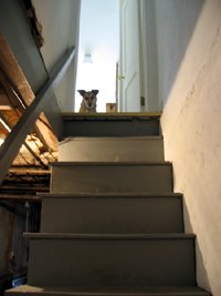 Una on basement stairs (Click to enlarge)