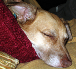 Una sleeping (Click to enlarge)