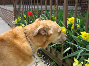 Una sniffs the flowers (Click to enlarge)