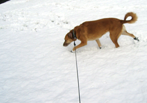 Una plays in the snow (Click to enlarge)