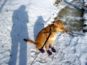 Una in the snow with shadows (Click to enlarge)