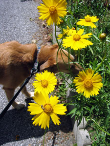 Una with daisies (Click to enlarge)