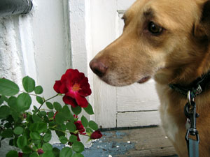 Una with rose (Click to enlarge)