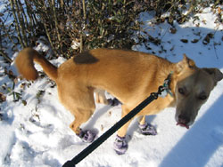 Una in snowboots (Click to enlarge)