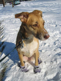 Una in snowboots #4 (Click to enlarge)