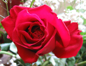 Valentine's rose (Click to enlarge)