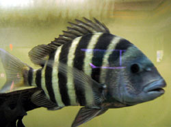 Wetlands striped fish (Click to enlarge)