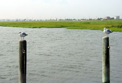 Gulls at the Wetlands (Click to enlarge)
