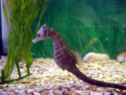 Seahorse at the Wetlands Institute (Click to enlarge)