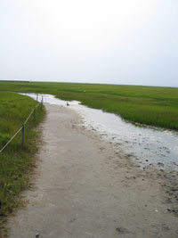 Path at the wetlands (Click to enlarge)