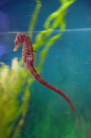 Seahorse (Click to enlarge)