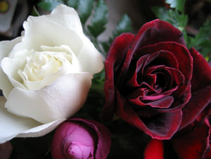 White and red rose (Click to enlarge)