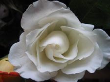 White rose (Click to enlarge)