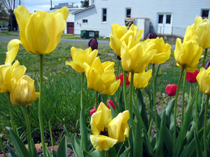 Yellow tulips (Click to enlarge)