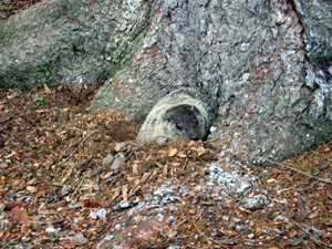 Groundhog and tree (Click to enlarge)